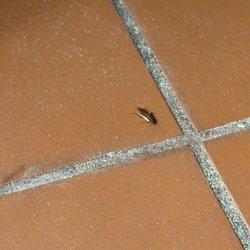 Domino's Pizza - Yall don't eat here it's roaches all over the place and flys buzzing all around.
