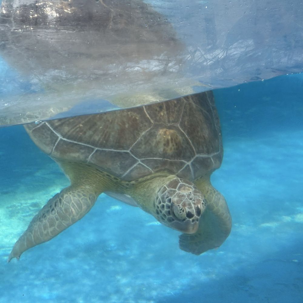 Outdoor turtle enclosure Outdoor turtle enclosure