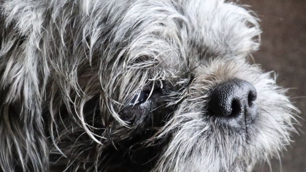 TAILS & TRAILS COUNTRY PET RESORT Updated April 2024 2977 Stonecrest Road, Dunrobin, Ontario TAILS & TRAILS COUNTRY PET RESORT Updated April 2024 2977 Stonecrest Road, Dunrobin, Ontario