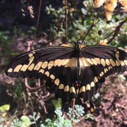 Triple Oaks Nursery And Florist - Giant Swallowtail at Triple Oaks Nursery October 18, 2016
