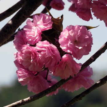 West Potomac Park - Cherry blossoms welcome you to West Potomac Park. - Parks Near Me - Washington, DC, District of Columbia West Potomac Park - Cherry blossoms welcome you to West Potomac Park. - Parks Near Me - Washington, DC, District of Columbia