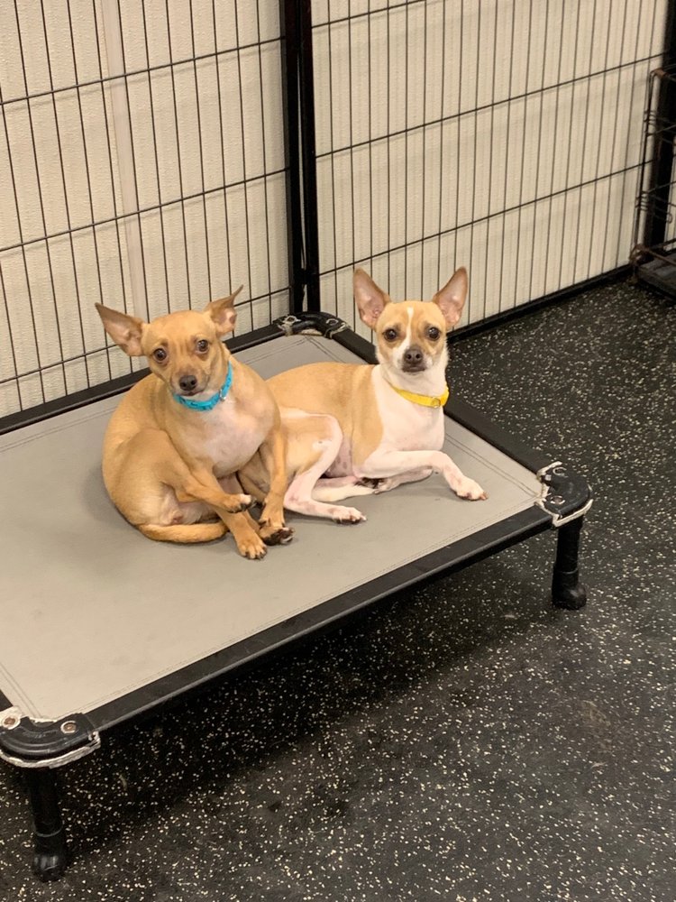 DOGTOPIA OF DOWNTOWN D.C. Updated September 2024 20 Reviews 1232