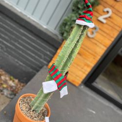 Cactus Queen - My lil guy for Xmas 2022