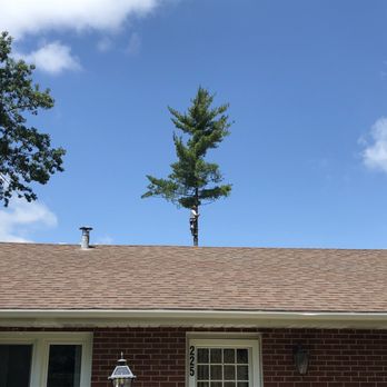Miller Tree Service - Tree climber from Miller Tree Service. - Tree Services Near Me