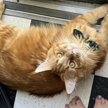 Big Cat USA cattery - Now - Pet Breeders Near Me Big Cat USA cattery - Now - Pet Breeders Near Me