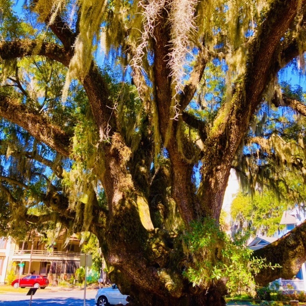 Lovers Oak - Lovers Oak -- Brunswick, GA Historic District - Landmarks & Historical Buildings Near Me - Brunswick, Georgia Lovers Oak - Lovers Oak -- Brunswick, GA Historic District - Landmarks & Historical Buildings Near Me - Brunswick, Georgia