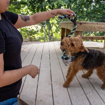 Taurus Academy Burnet - Pet Training Near Me - Austin, Texas Taurus Academy Burnet - Pet Training Near Me - Austin, Texas