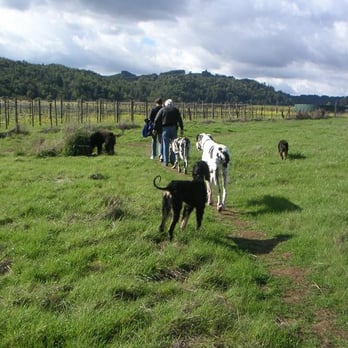 Alston Park - Affies, Danes & Rotties, oh my! - Dog Parks Near Me - Napa, California