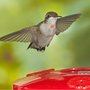 Wild Birds Unlimited
