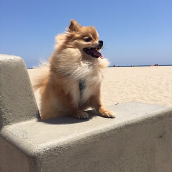 Mathews Bitsy Poms - Our model Pom Nala (she is a Zues puppy) - Pet Breeders Near Me