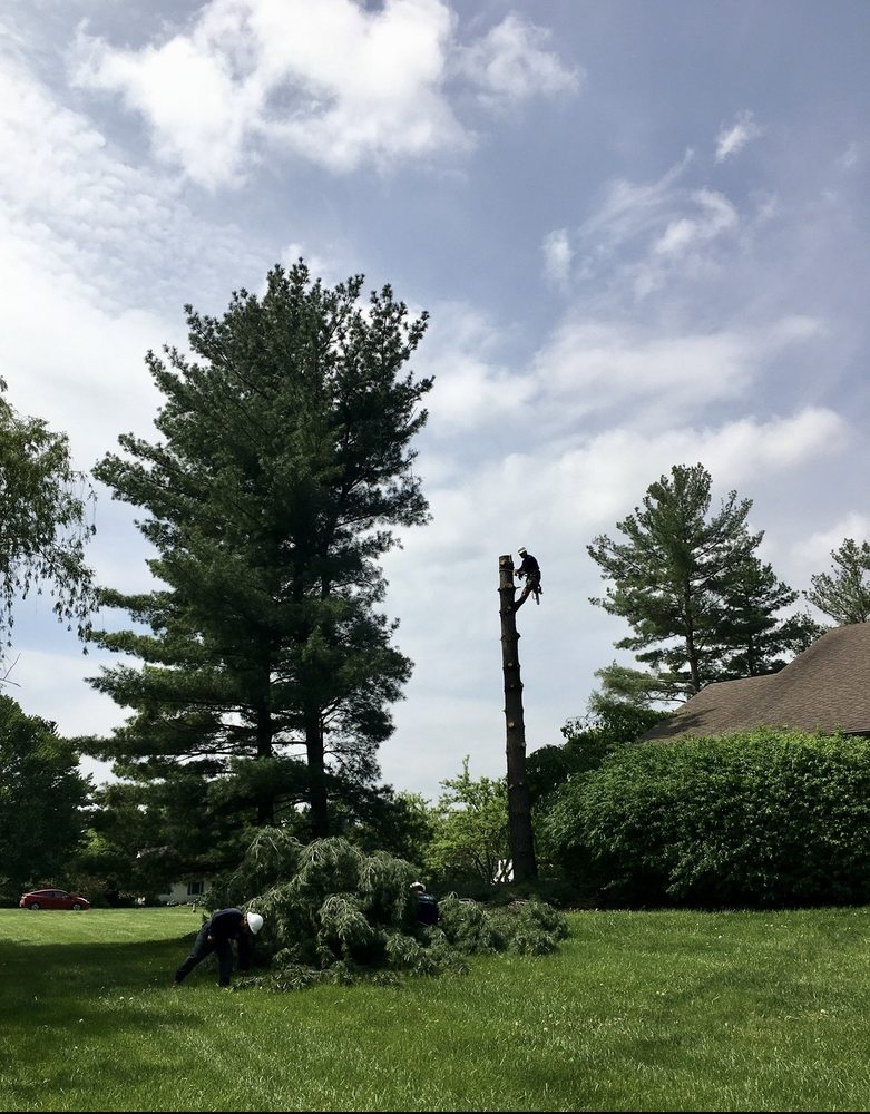 Columbus Tree Services - tree service in Columbus, OH
