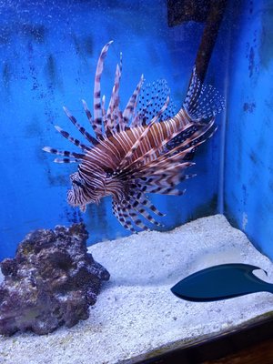 Animal Kingdom East Orange 63 Photos 16 Reviews Pet Stores 436 Main St East Orange Nj Phone Number Yelp