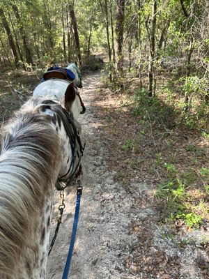 Cactus Jack's Trail Rides, 11100 SW 16th Ave, Ocala, FL 34476, US - MapQuest