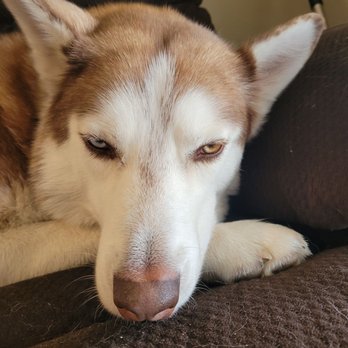 Pet Pawz-itive - Koda - Veterinarians Near Me - Simi Valley, California