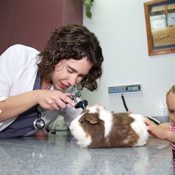Madera Veterinary Center - Dr. D and a furry friend. - Veterinarians Near Me - Madera, California