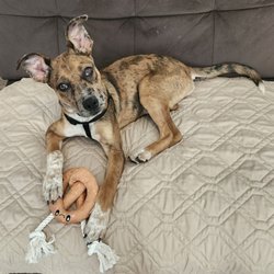 A Paw Above