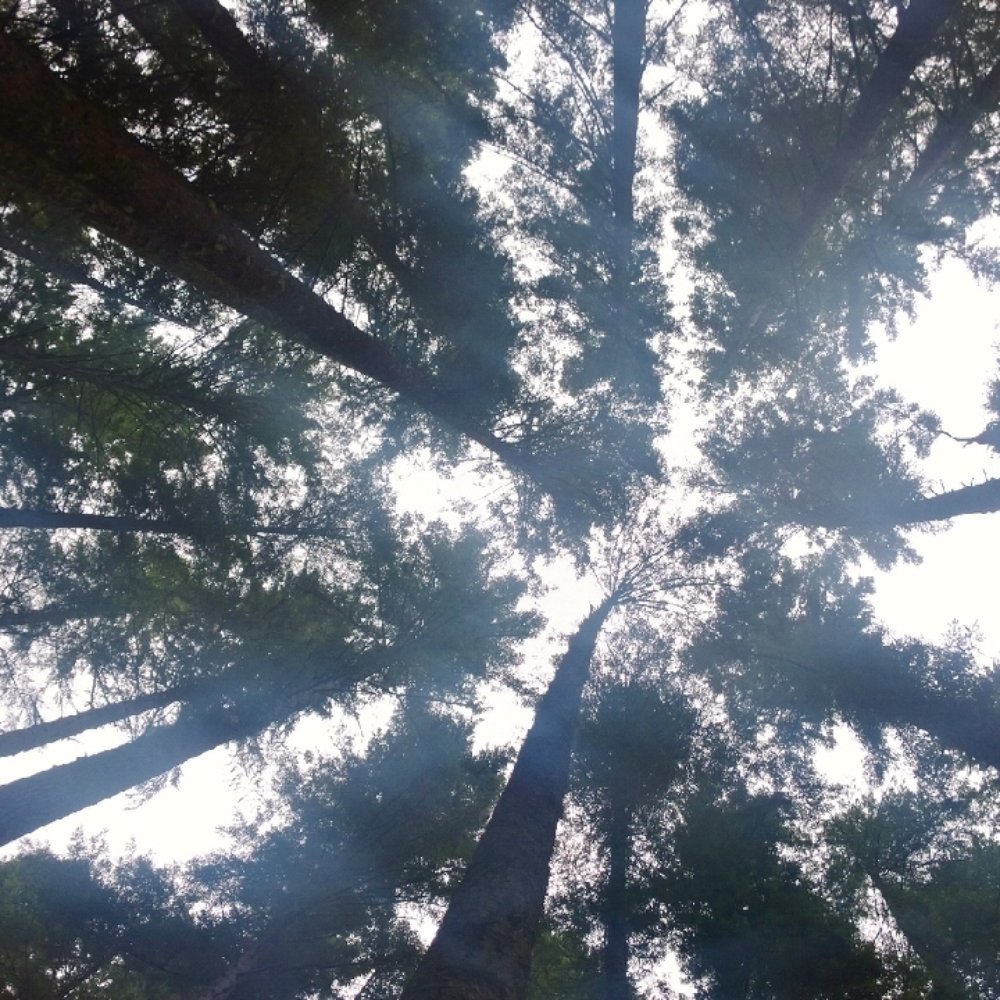 Mount Si - Tall trees - Parks Near Me Mount Si - Tall trees - Parks Near Me