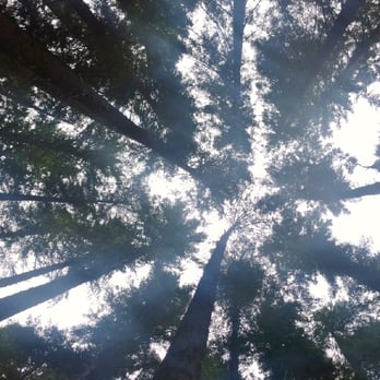 Mount Si - Tall trees - Parks Near Me Mount Si - Tall trees - Parks Near Me