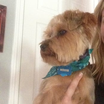 Posh Dawgs - Pet Groomers Near Me Posh Dawgs - Pet Groomers Near Me