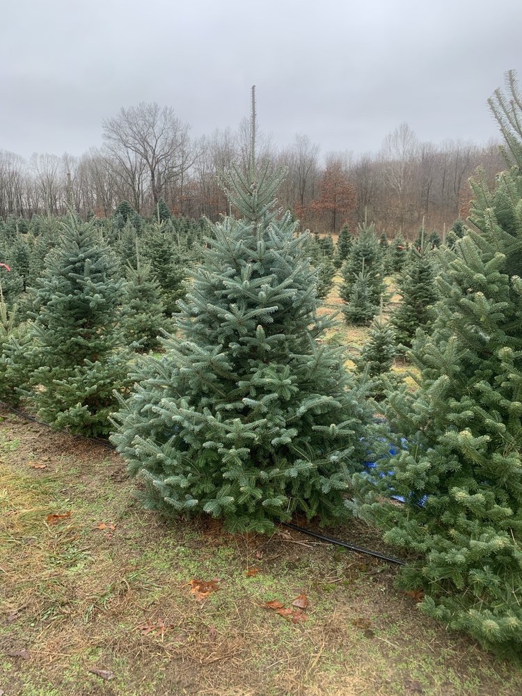 JANKE TREE FARM Updated June 2024 2676 111th Ave, Allegan, Michigan