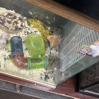 La Selva Pet Shop - Hamster eating hamster - Pet Stores Near Me - South Gate, California La Selva Pet Shop - Hamster eating hamster - Pet Stores Near Me - South Gate, California