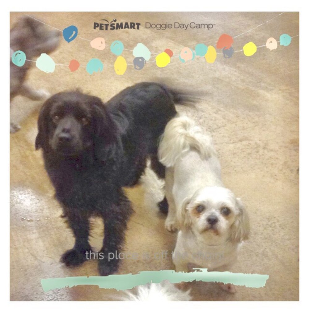 PetSmart - Pet Groomers Near Me - Henderson, Nevada PetSmart - Pet Groomers Near Me - Henderson, Nevada
