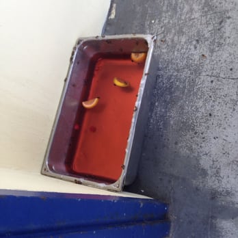 Quarterdeck Restaurants - Gross soda to attract the bees on the patio. Wtf? - Seafood Near Me - Dania Beach, Florida