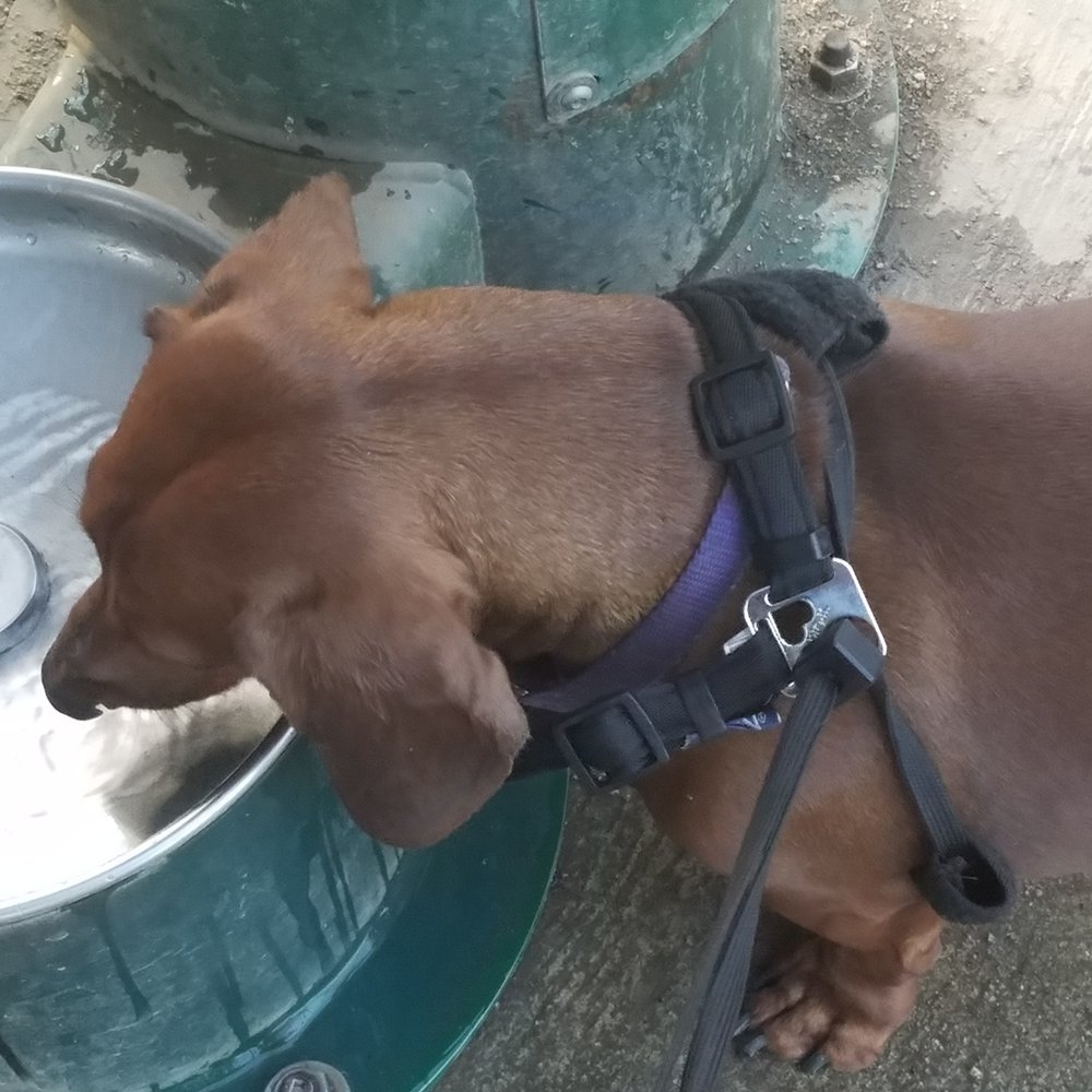 Elk Park - Water for dogs - Parks Near Me - Modesto, California