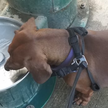 Elk Park - Water for dogs - Parks Near Me - Modesto, California Elk Park - Water for dogs - Parks Near Me - Modesto, California