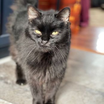 Waggs 2 Whiskers - Raven posing for Kelly after being brushed. - Pet Sitting Near Me - Bagdad, Kentucky Waggs 2 Whiskers - Raven posing for Kelly after being brushed. - Pet Sitting Near Me - Bagdad, Kentucky