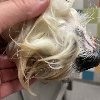 Pappy's Pet Lodge - This was dog poop matted on her mouth. - Pet Boarding Near Me - Plano, Texas