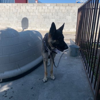Zoom 2 Groom - Pet Groomers Near Me - Montrose, California Zoom 2 Groom - Pet Groomers Near Me - Montrose, California