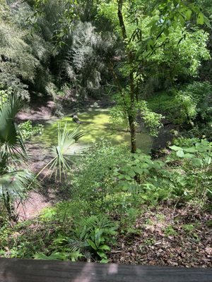 Kanapaha Botanical Gardens by null