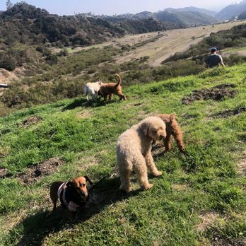 Dog Sitting by Ally - Ophelia loves adventuring with her pack! - Pet Boarding Near Me