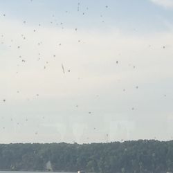 The Restaurant at Pickwick Landing - Dead bugs on restaurants window. Kinda takes away from the view and the enjoyment of the meal.