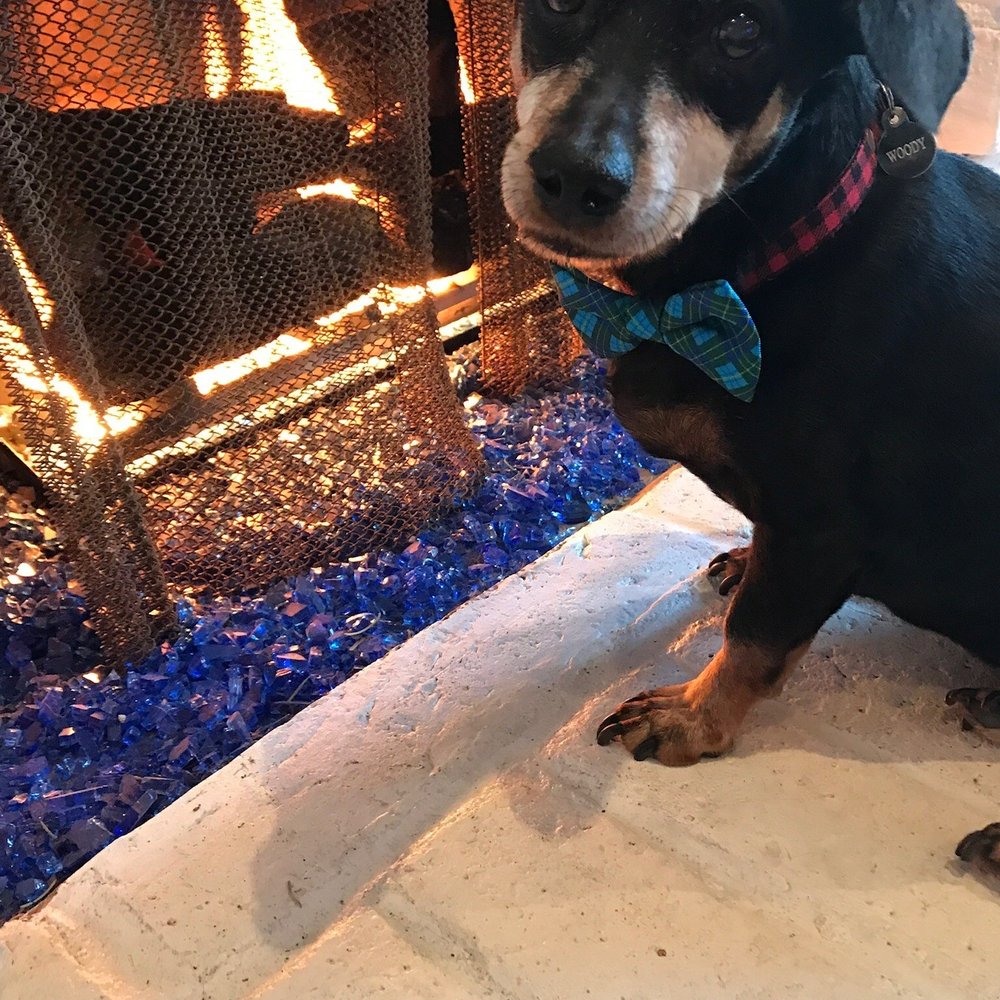 Dr. Paula's Mobile Veterinary Service - This is our sweet boy Woody! Thank you again Dr. Paula for everything. - Veterinarians Near Me - Grass Valley, California