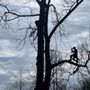 Photo of Pisgah Land Solutions