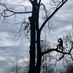 Pisgah Land Solutions - Tree removal services