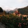 Photo of Hotel Alpenrose Wengen