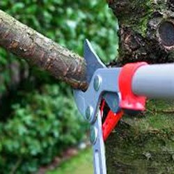Maya-Bruns Landscaping - Tree Trimming and a variety of Tree Services