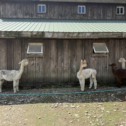 Pohopoco Creek Alpacas
