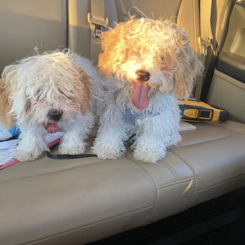 Johnny's Doghouse - Puppies before - Pet Groomers Near Me - Tempe, Arizona