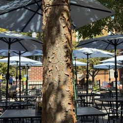Water Street Kitchen - Tree in outdoor area