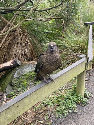 Willowbank Wildlife Reserve by null