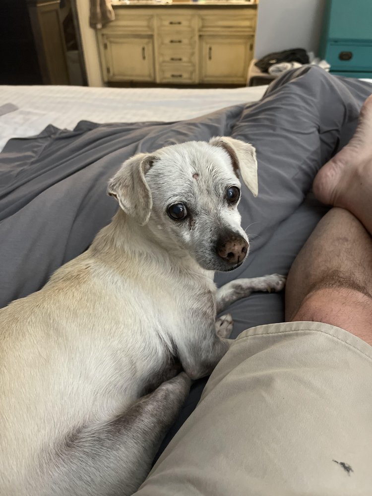 KERN MOBILE VET Updated October 2024 30 Photos & 104 Reviews Bakersfield, California