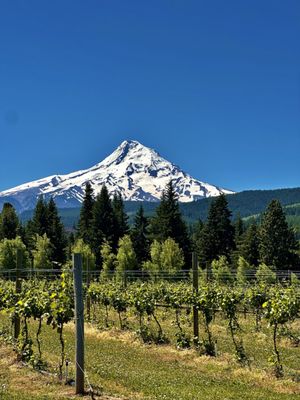 Grateful Vineyard by null