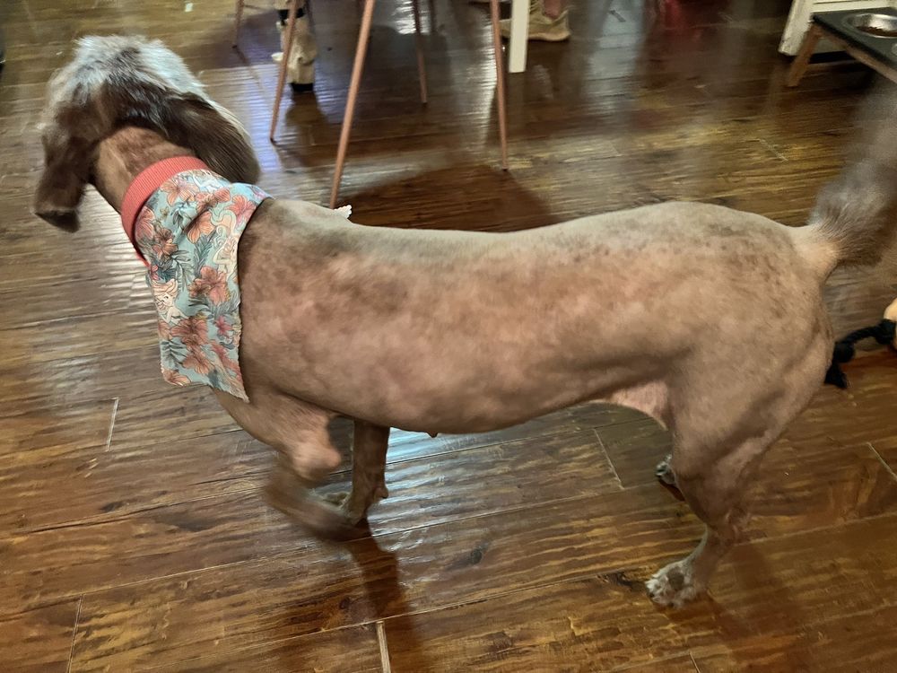 PET AVENUE GROOMING & DAY CARE Updated August 2024 106 Photos & 91