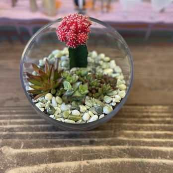 Jade & Clover - Nurseries & Gardening Near Me - Phoenix, Arizona