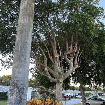 County Tree and Property Renovation - Larger view after trimming:-(( - Tree Services Near Me - Boynton Beach, Florida