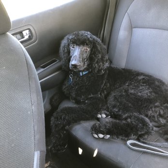 Mandeville Animal Hospital - Tux's fresh new cut! - Pet Groomers Near Me - Mandeville, Louisiana Mandeville Animal Hospital - Tux's fresh new cut! - Pet Groomers Near Me - Mandeville, Louisiana